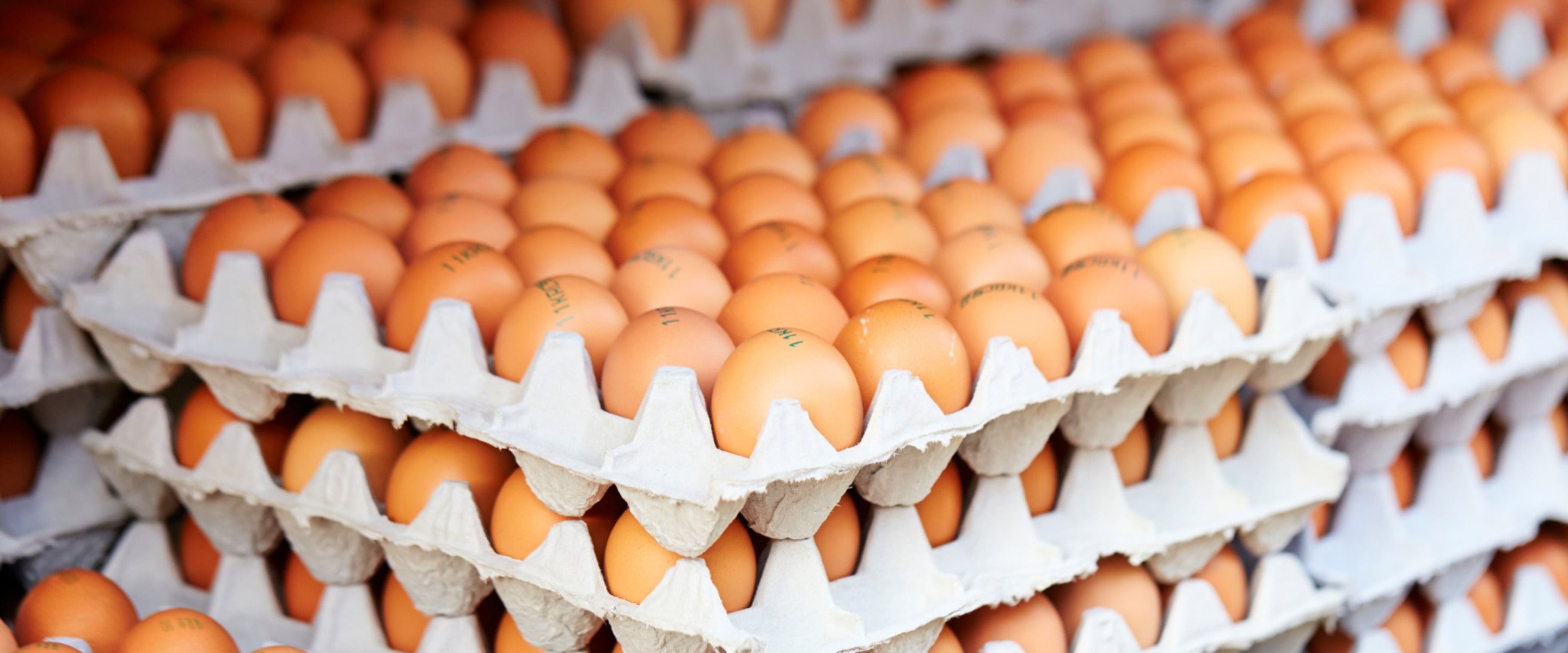 Egg Industry in Transition? 3.3 Million Hens Now Cage-Free