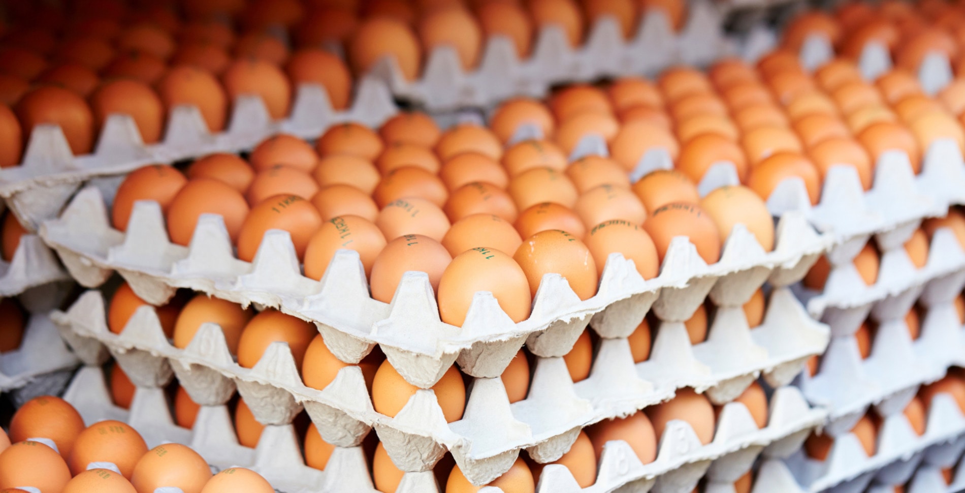 Egg Industry in Transition? 3.3 Million Hens Now Cage-Free