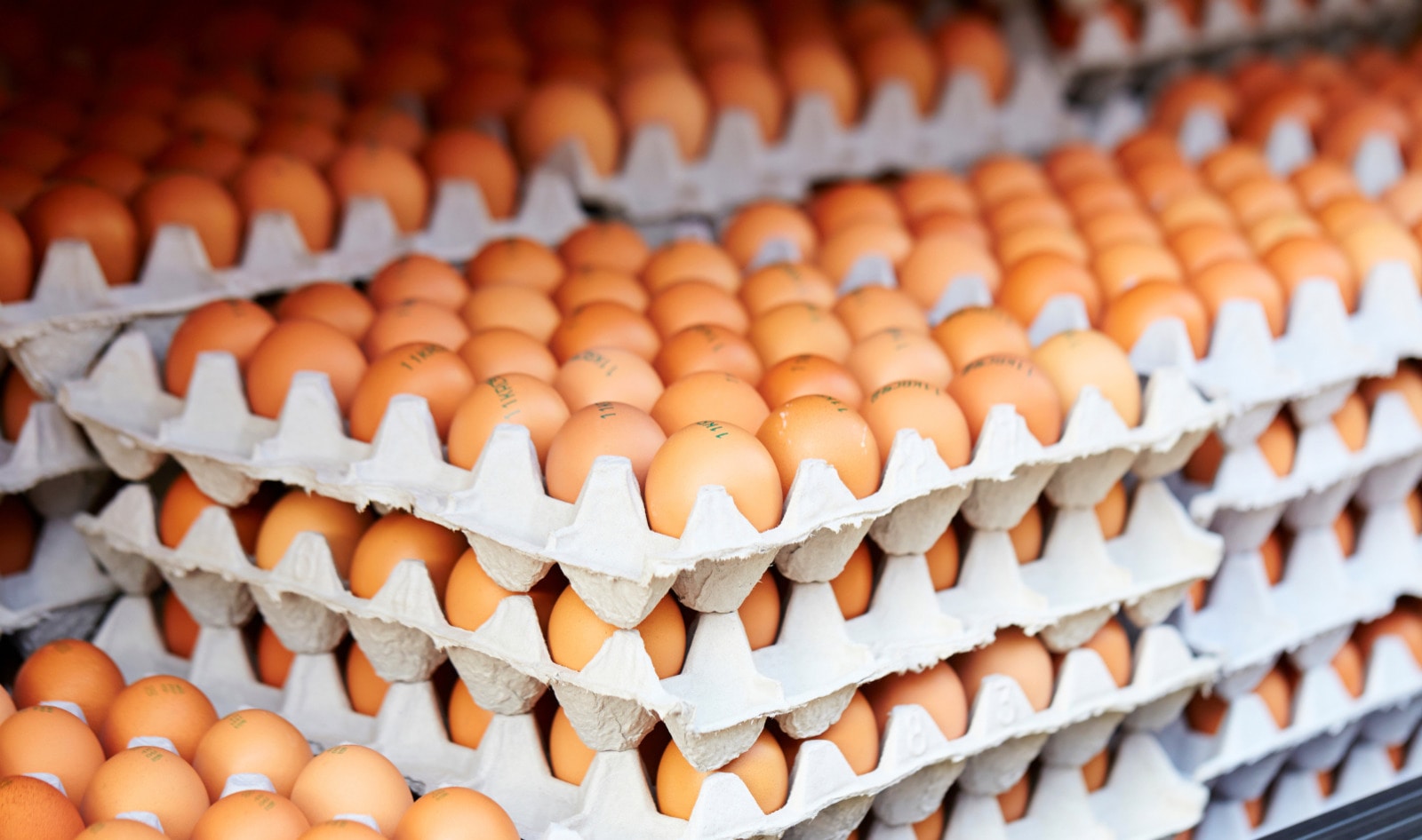 Egg Industry in Transition? 3.3 Million Hens Now Cage-Free