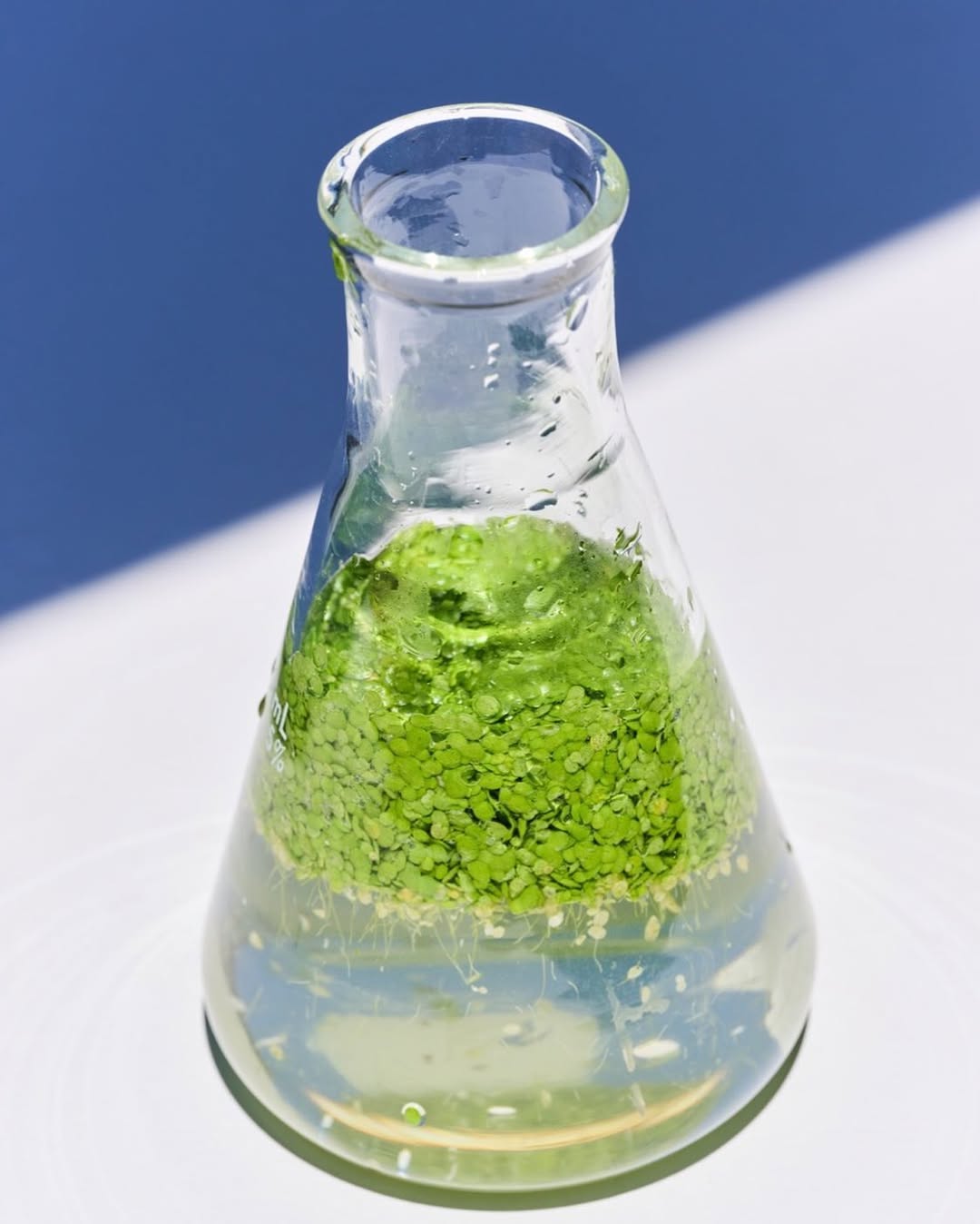 duckweed
