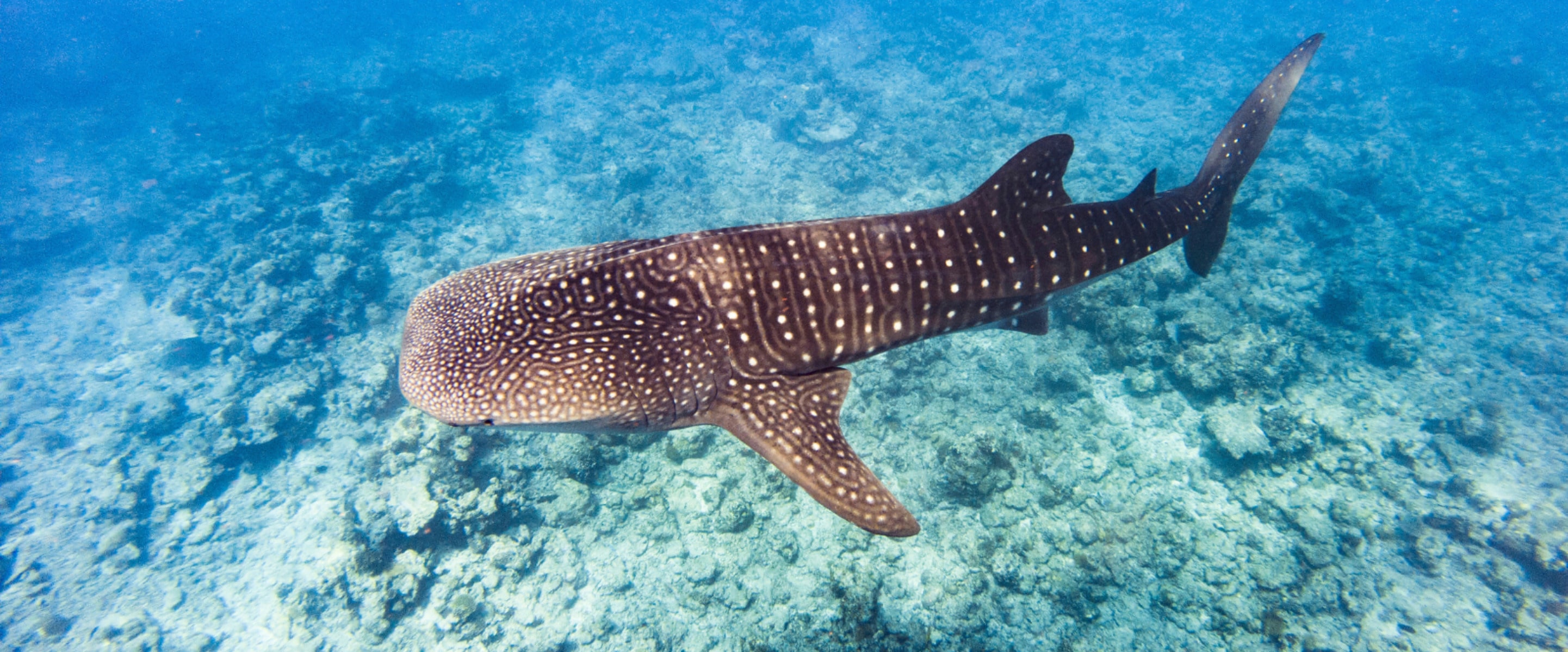 The Ocean’s Gentle Giants Are Covered in Scars—and Humans Are to Blame