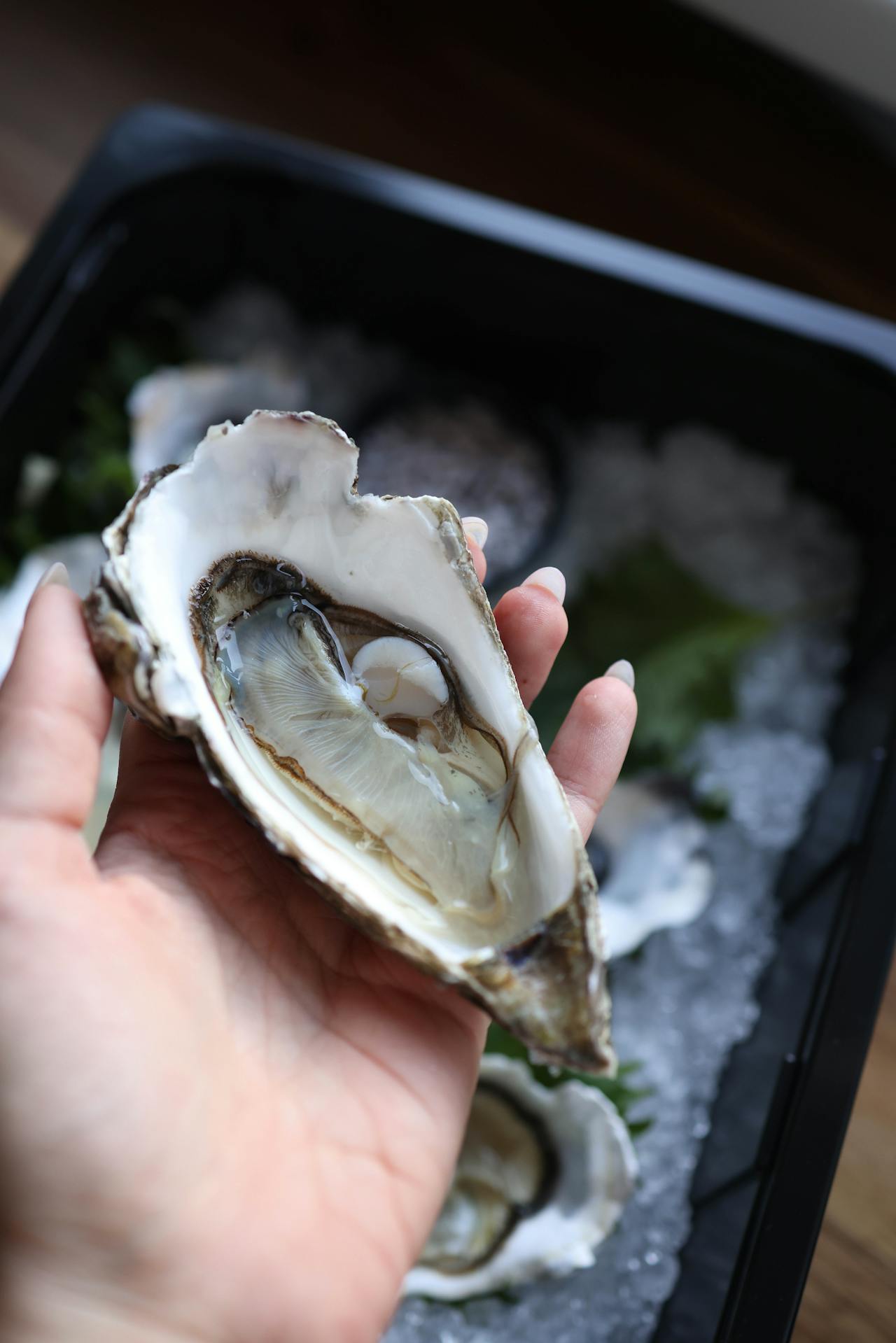 oyster