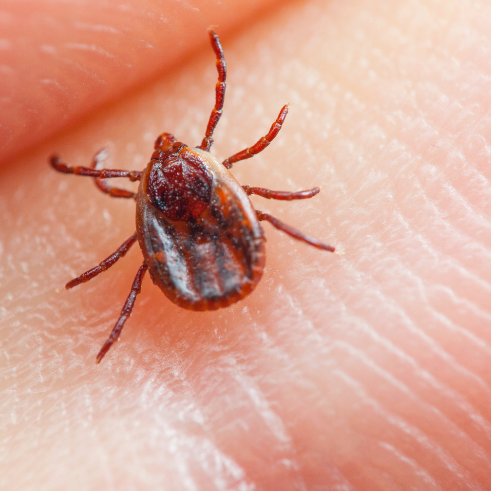 lone star tick