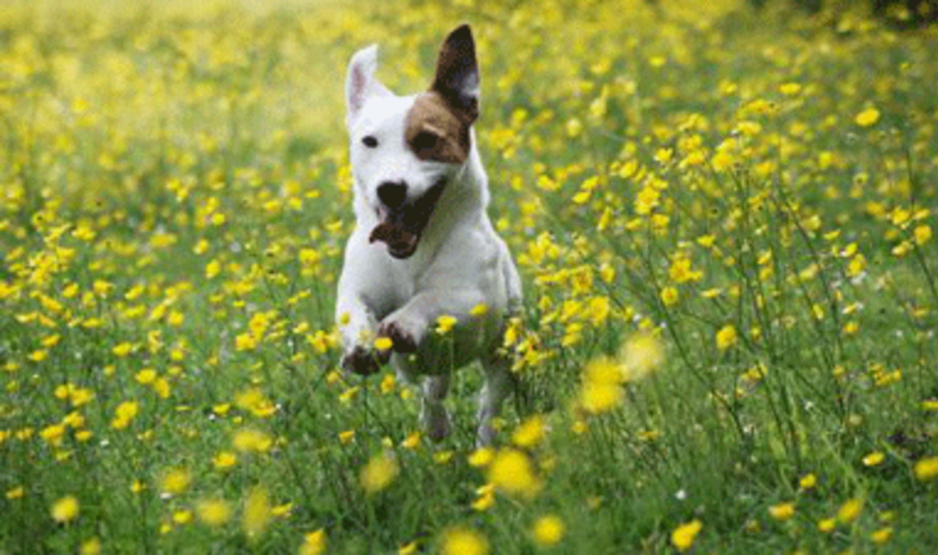 Debarking Outlawed in Mass.