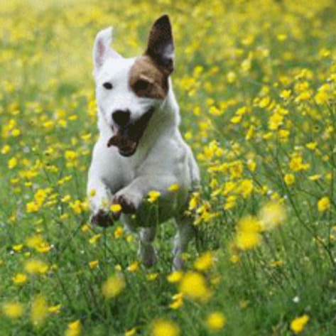 Jack-Russell Mummy Found