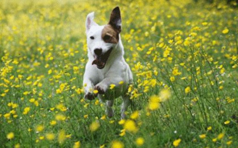 The Humane Society's Online Pet Pageant Begins