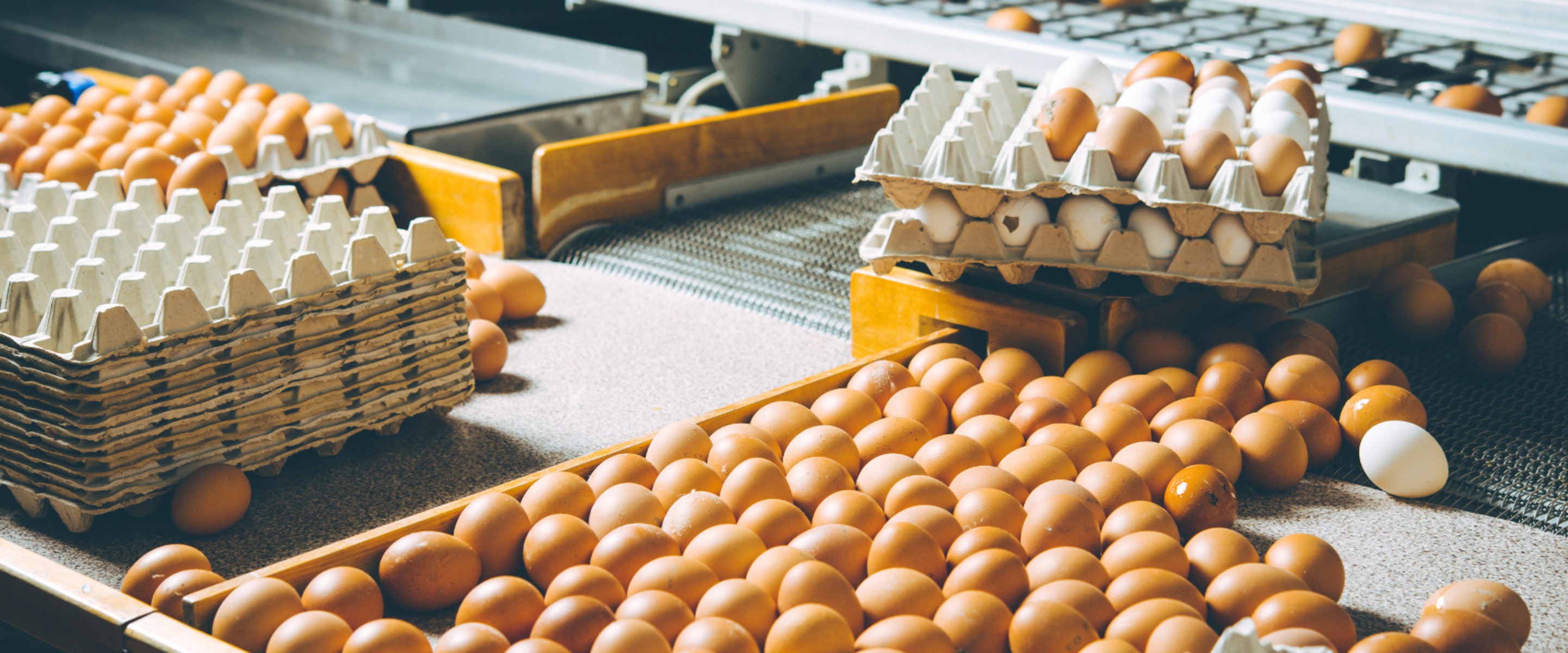 Has Bird Flu Run Its Course? Why The Virus Could Be Back This Fall