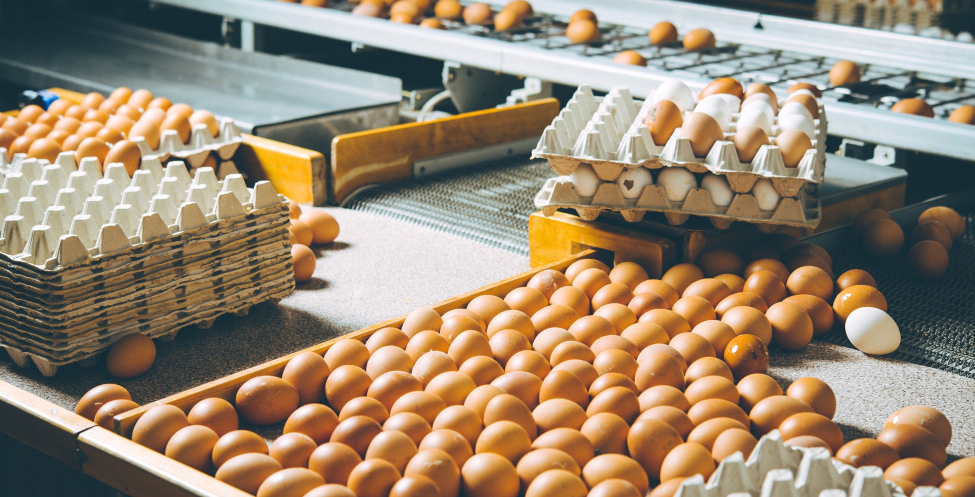 Has Bird Flu Run Its Course? Why The Virus Could Be Back This Fall