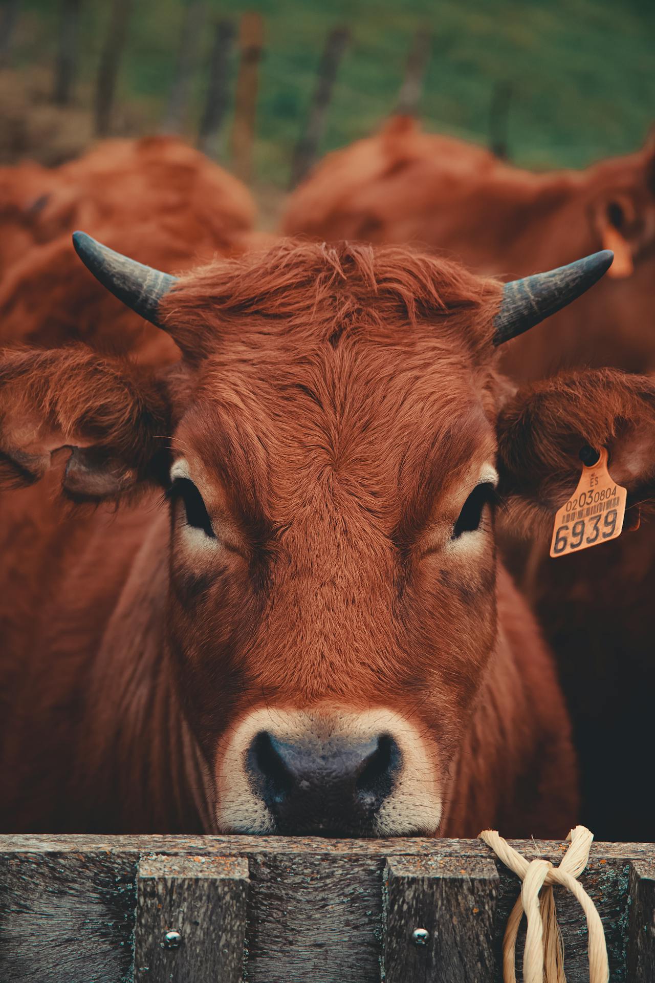 cow farming
