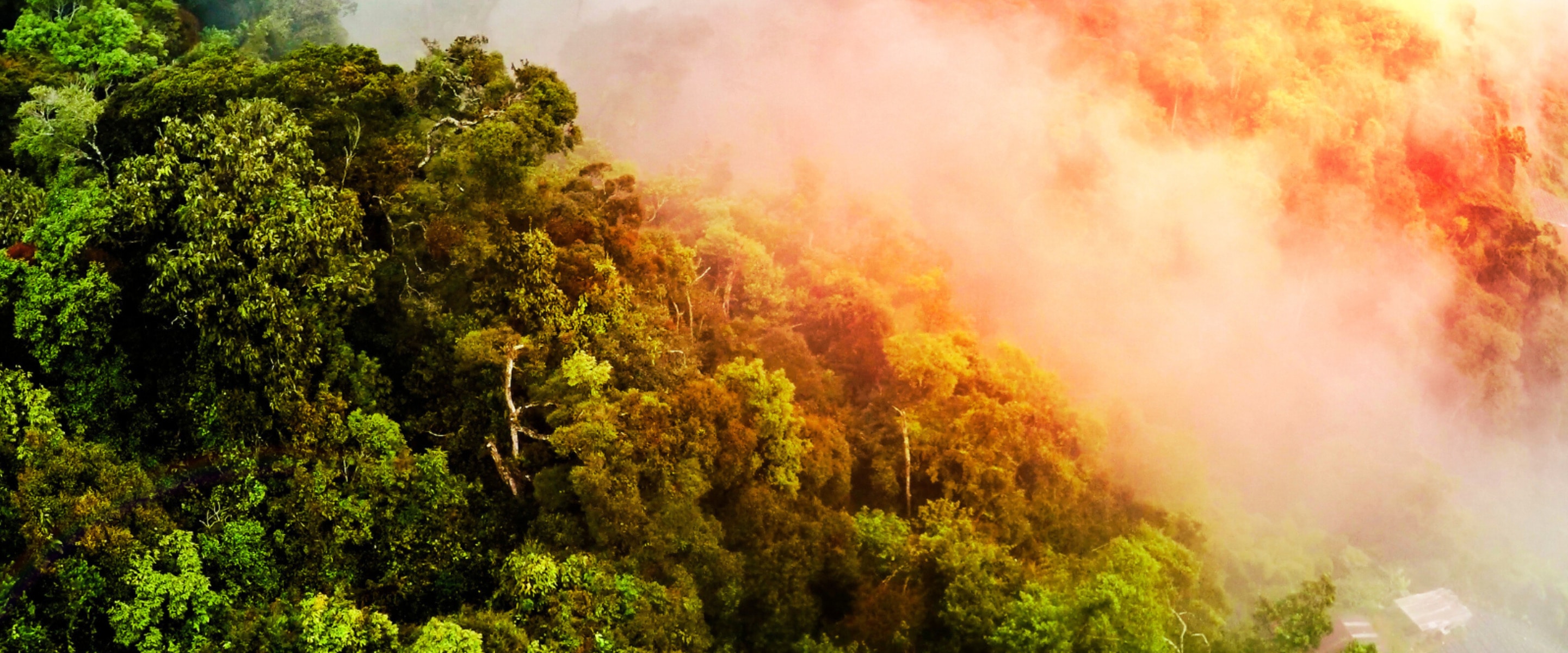 New Study Shows Deforestation in the Amazon Is Making People Sick