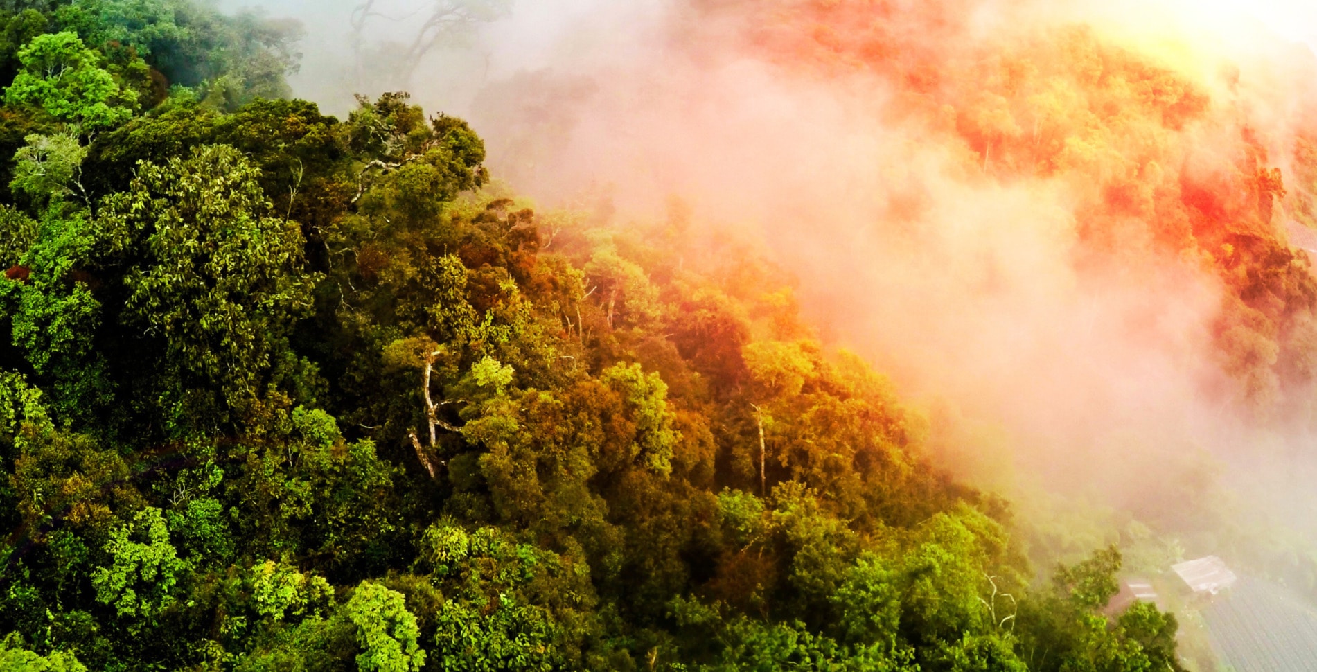 New Study Shows Deforestation in the Amazon Is Making People Sick