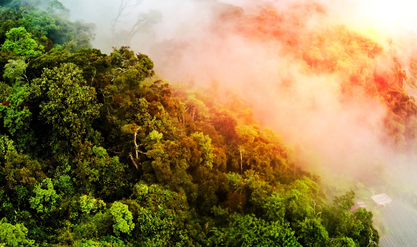 New Study Shows Deforestation in the Amazon Is Making People Sick