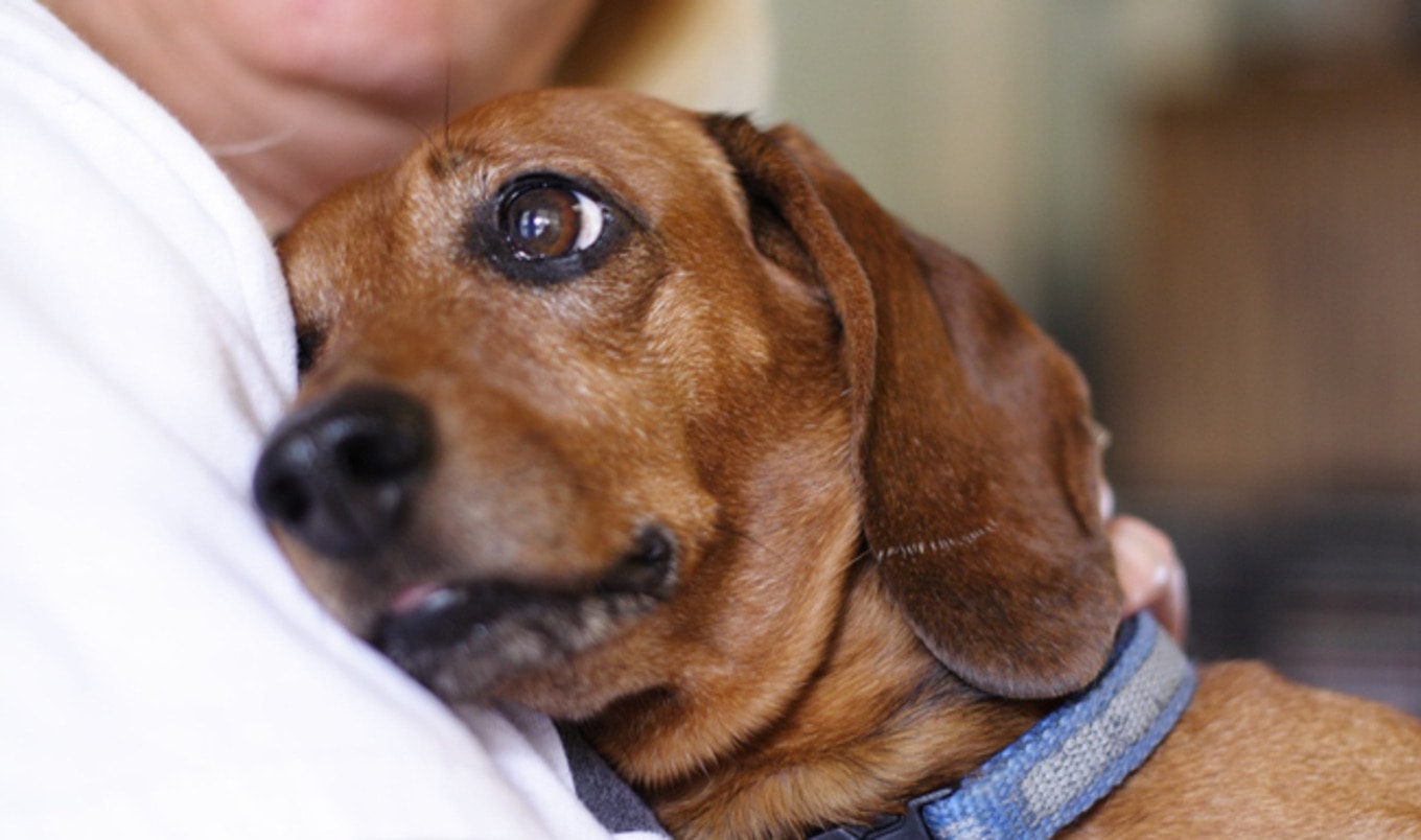 Obama Signs Groundbreaking Animal Testing Law