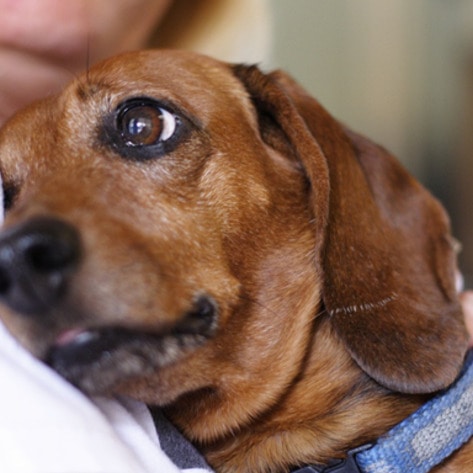 New Study Shows Dogs Choose Love Over Treats