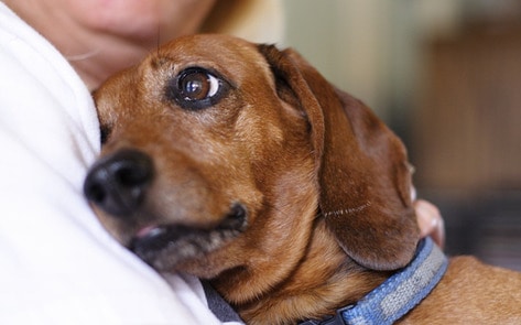 VegNews.CuddlingWeiner