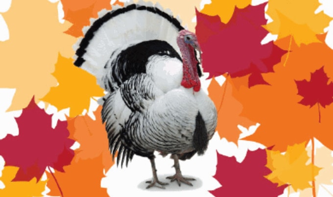 turkey