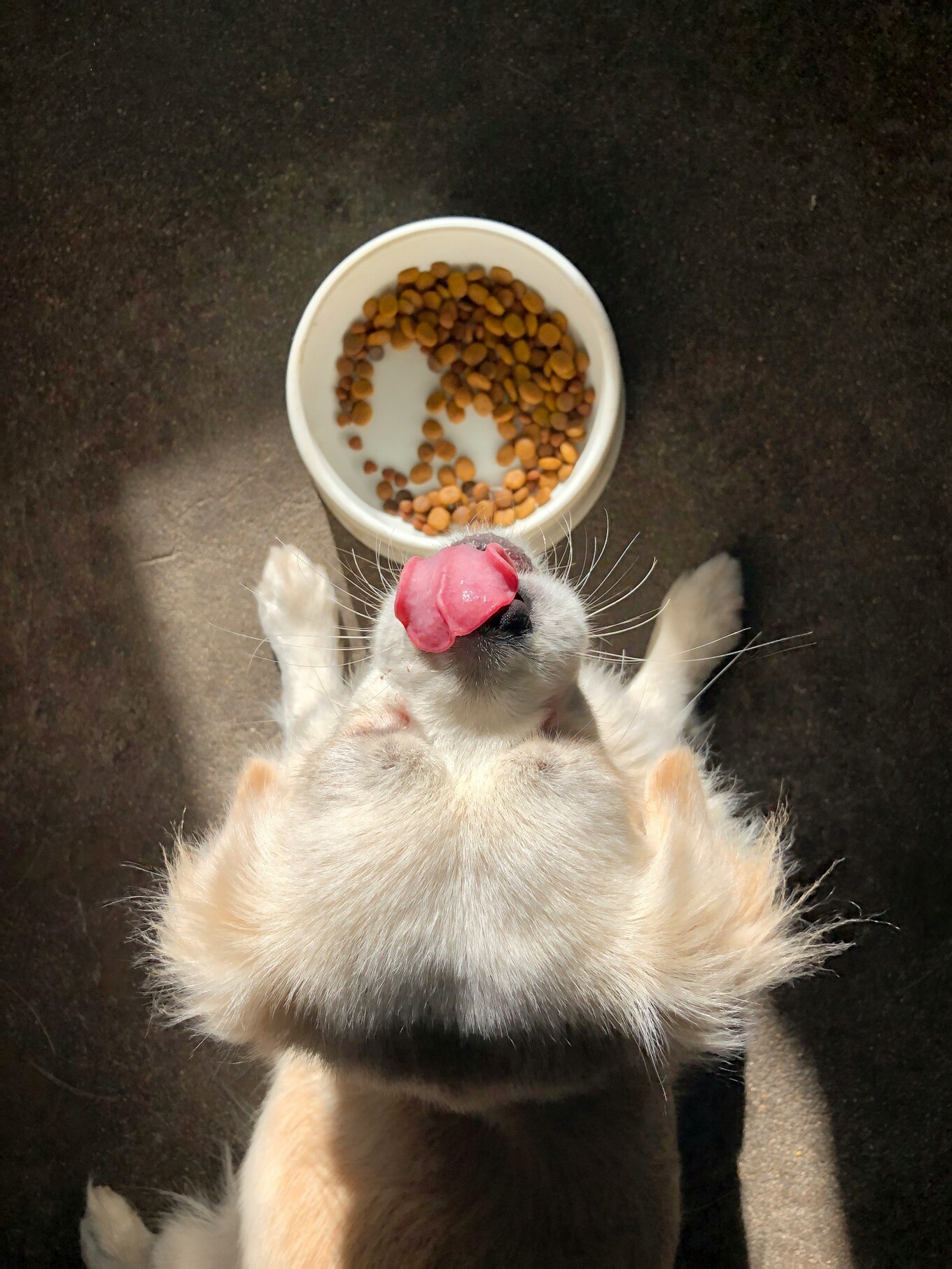 dog licking lips eating food