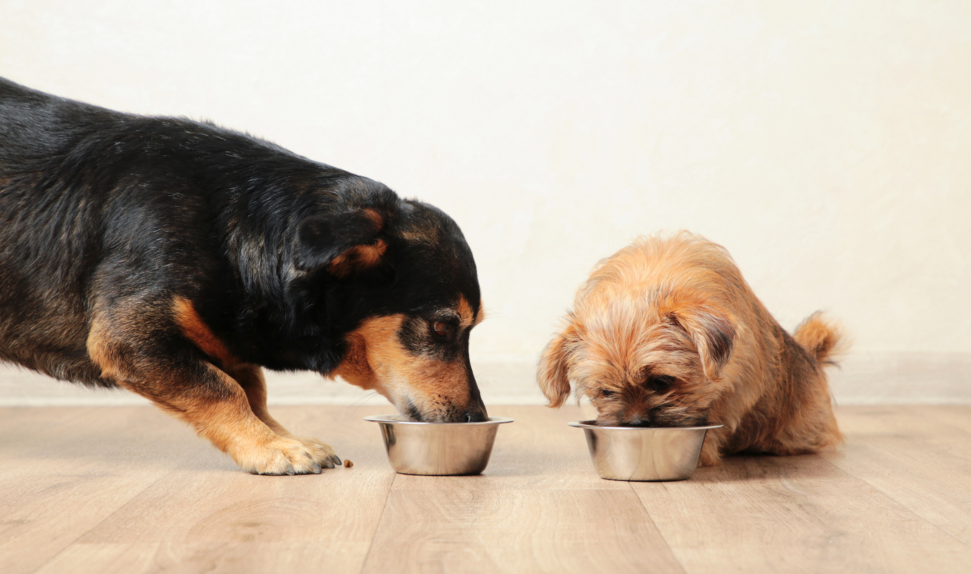 dogs eating