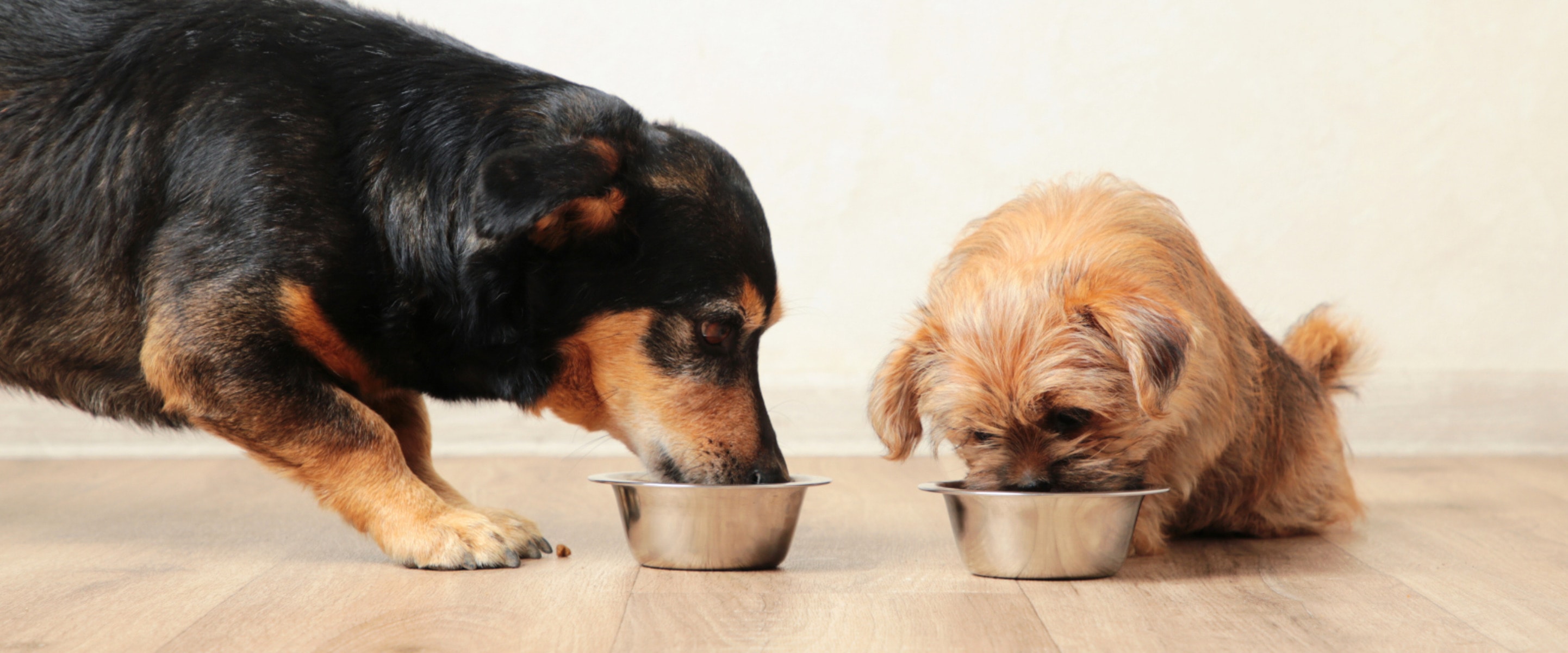 Is Your Dog’s Dinner Wrecking the Planet? New Study Says Yes