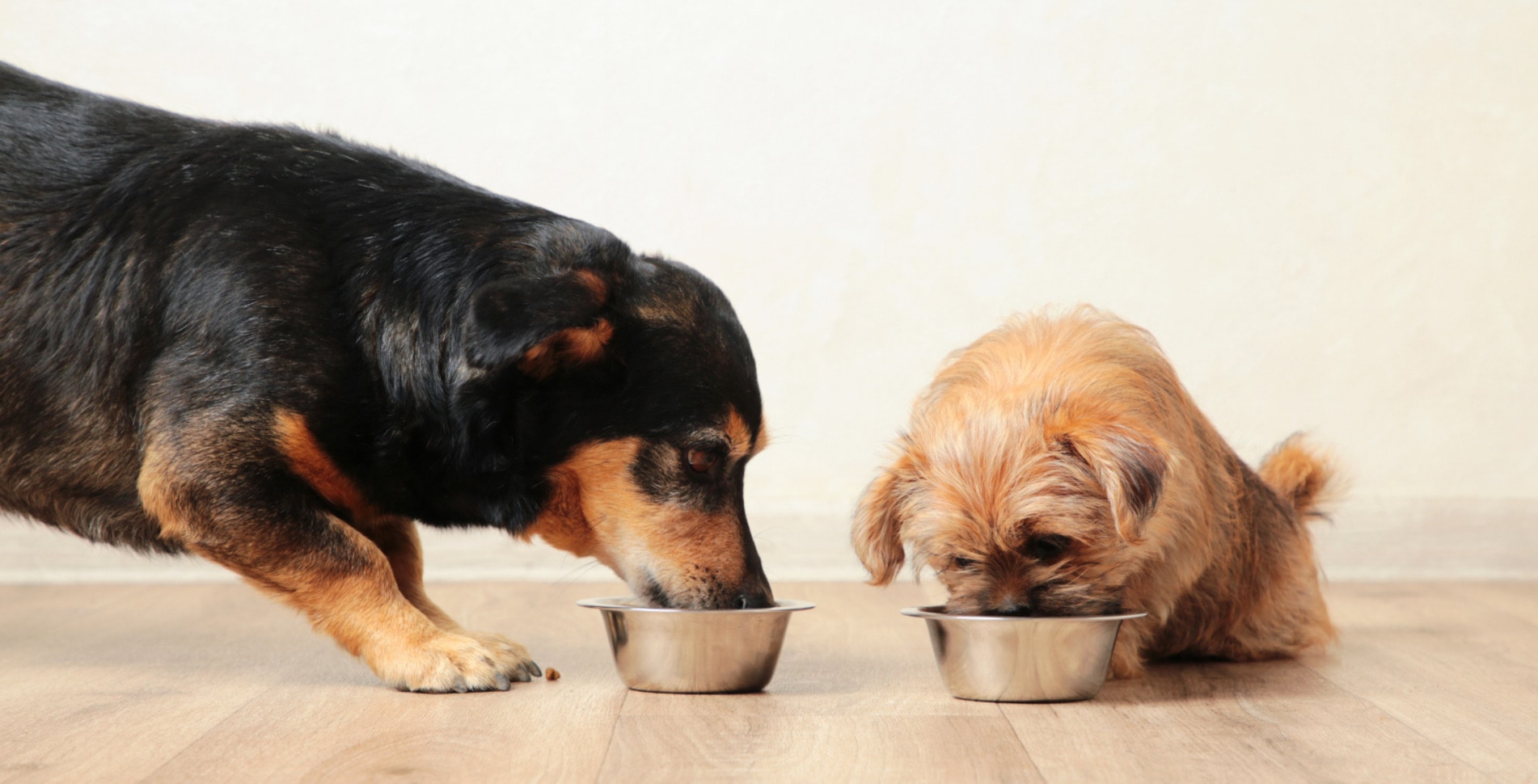 Is Your Dog’s Dinner Wrecking the Planet? New Study Says Yes