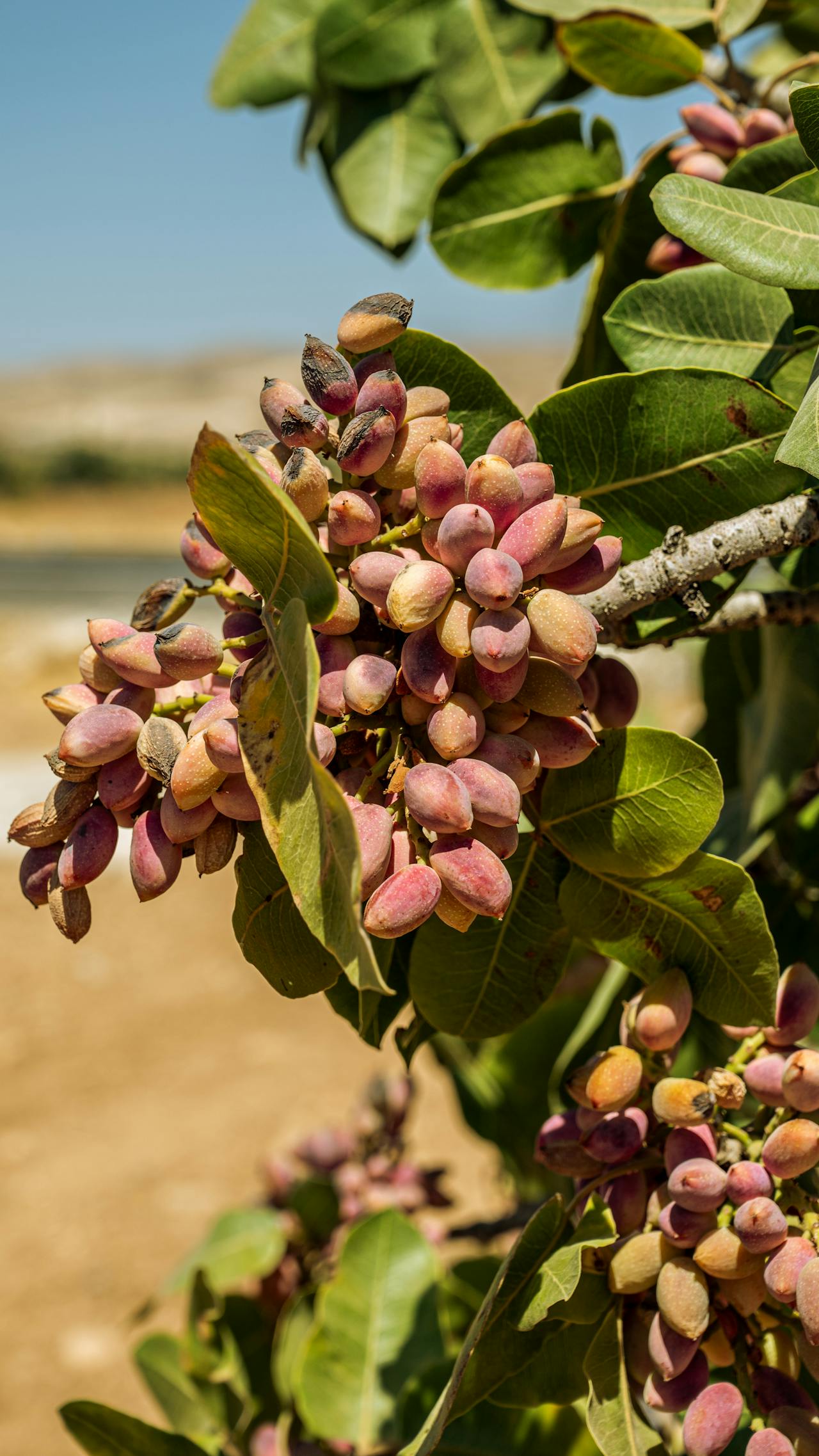 pistachio plant