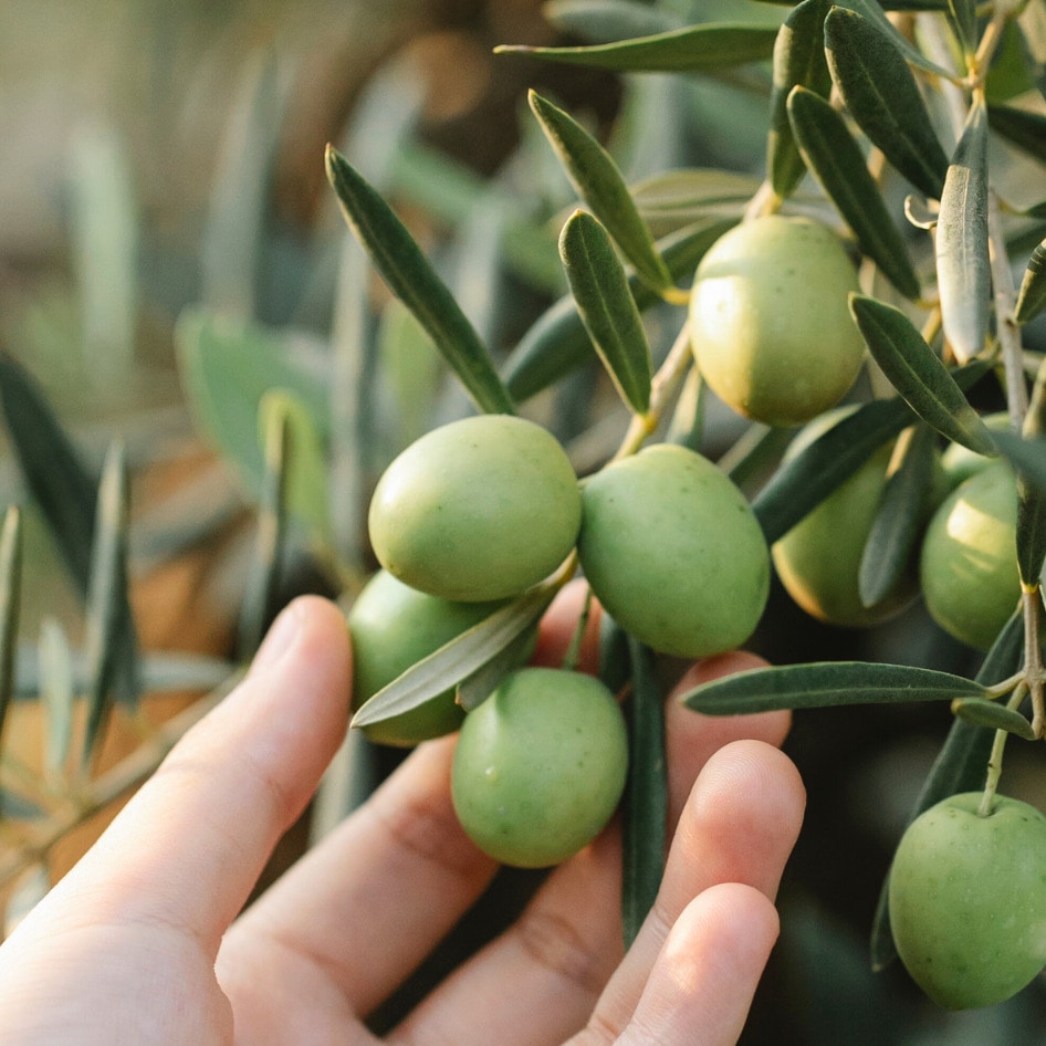 No, Cavemen Didn’t Only Eat Meat, New Evidence Finds