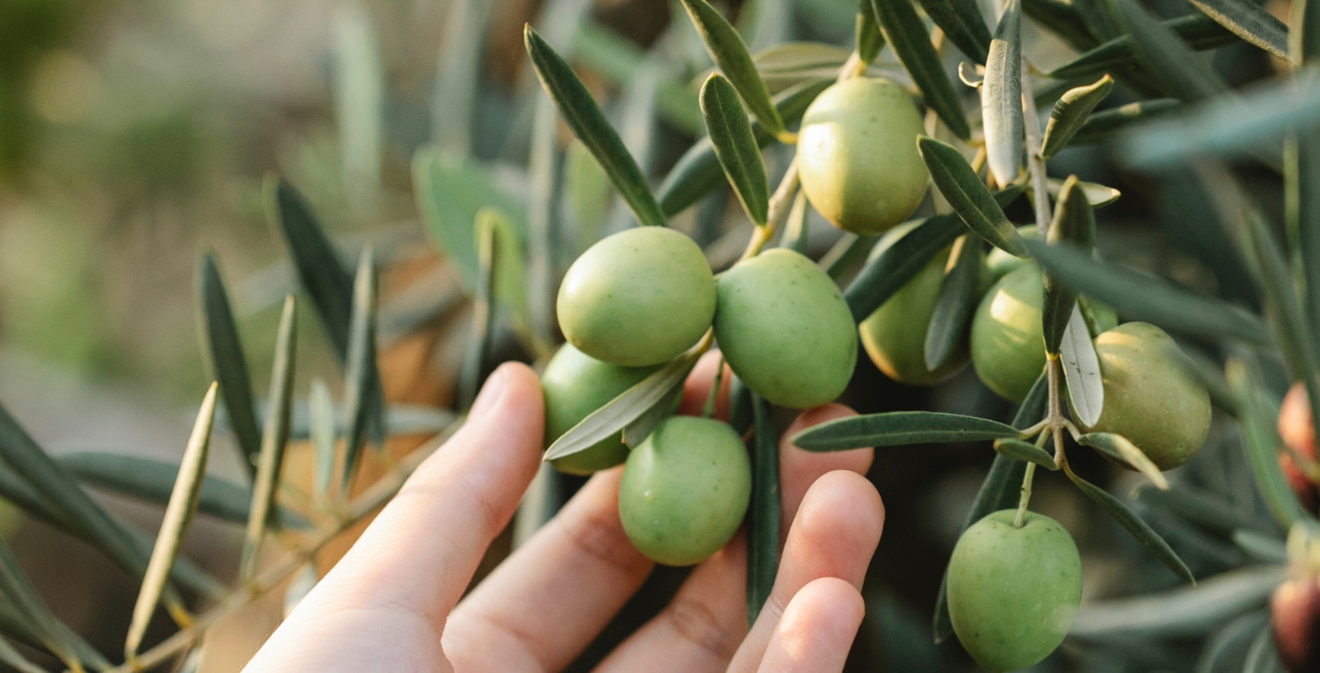 No, Cavemen Didn’t Only Eat Meat, New Evidence Finds