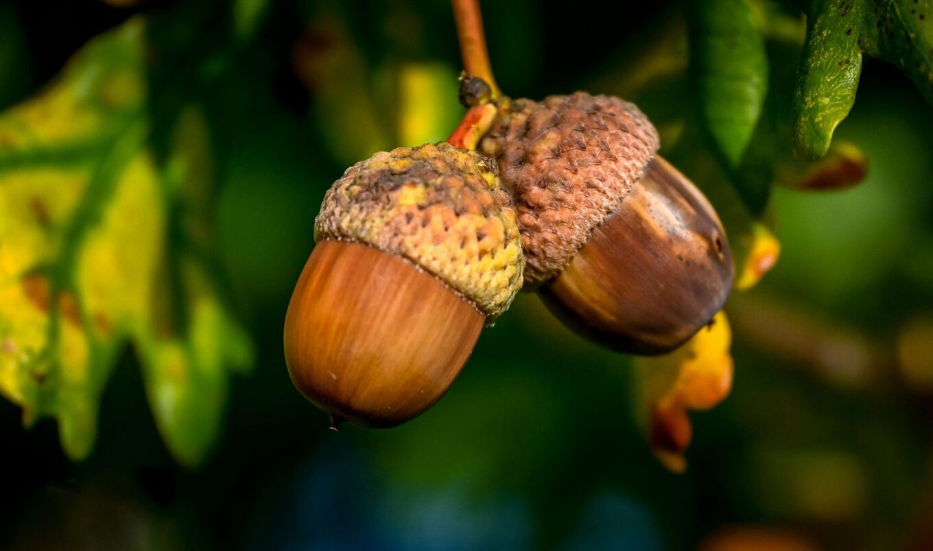 acorns