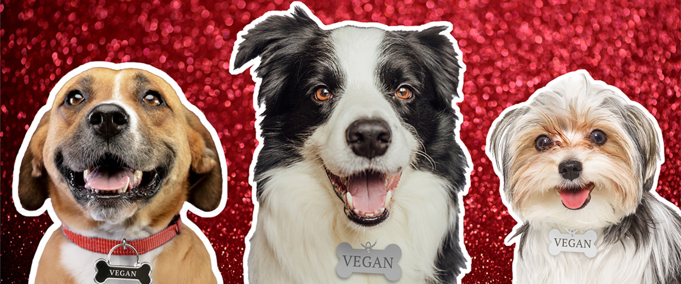 65% of Dogs Are Overweight, But This Vegan Dog Food Is Changing That