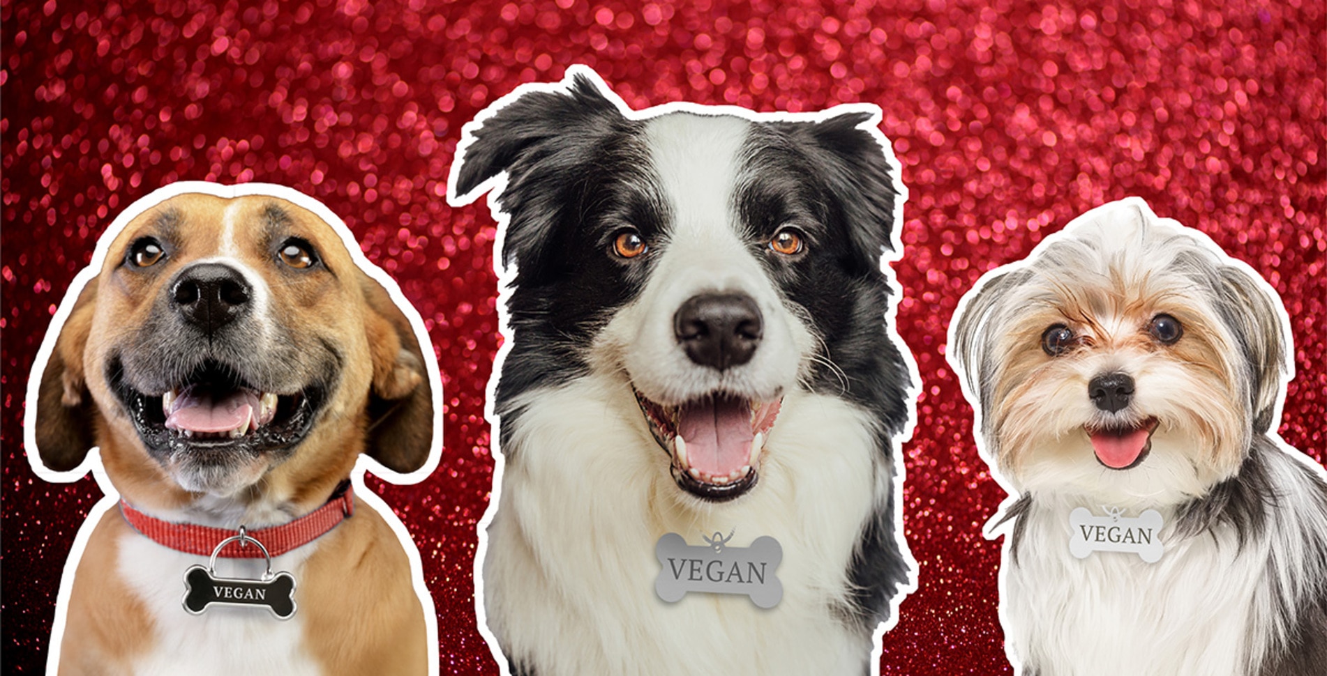 65% of Dogs Are Overweight, But This Vegan Dog Food Is Changing That