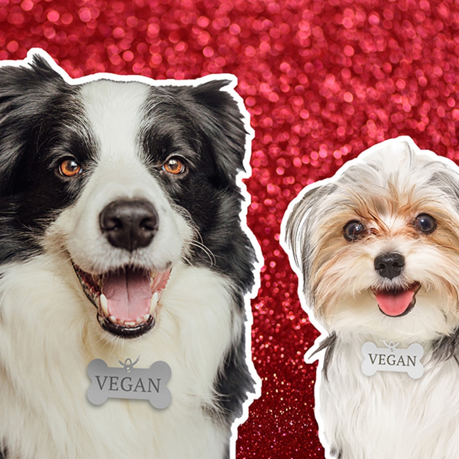 65% of Dogs Are Overweight, But a New Dog Food Is Changing That