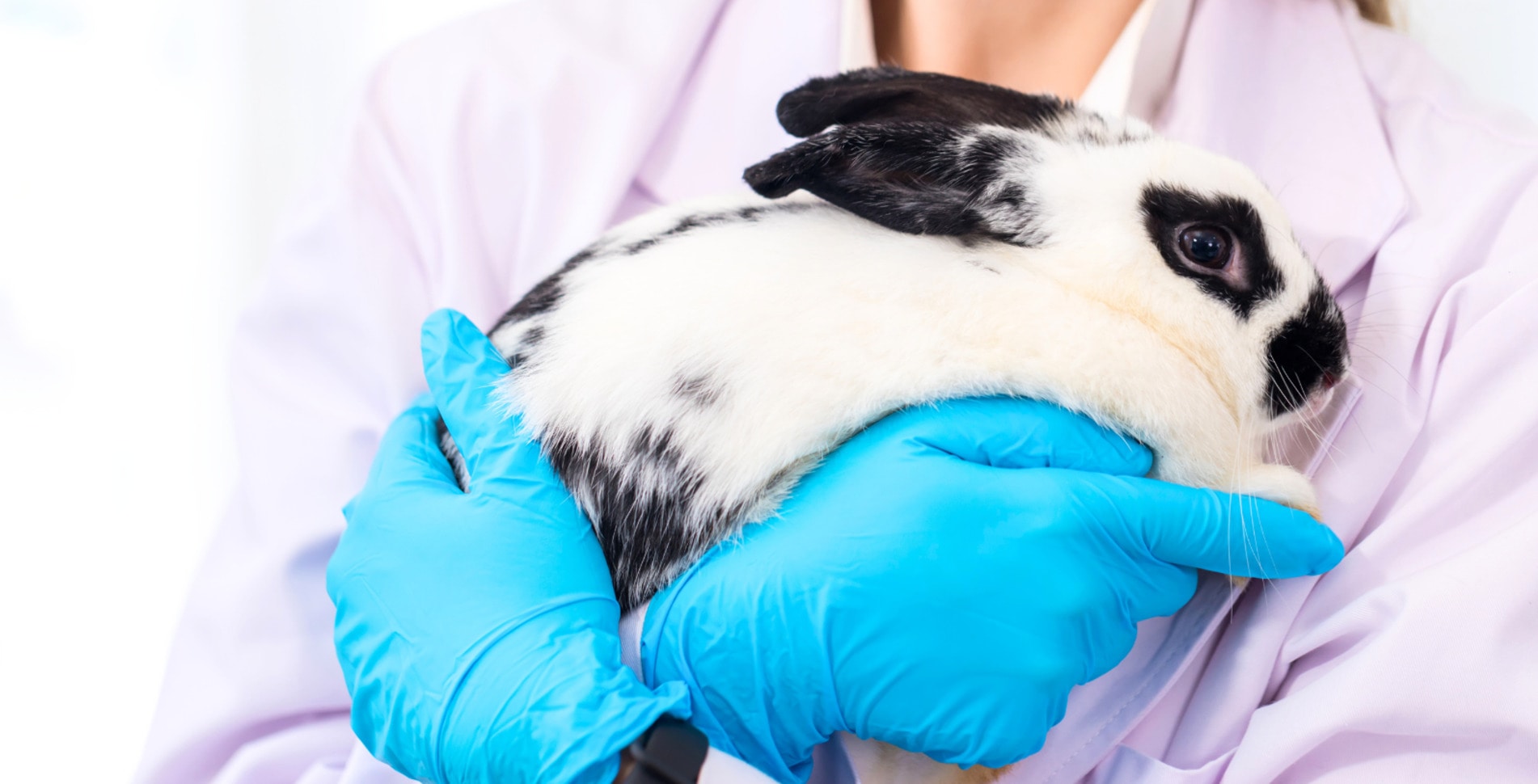 Will This New $99 Million Roadmap Help AI Replace Animal Experiments in the UK?