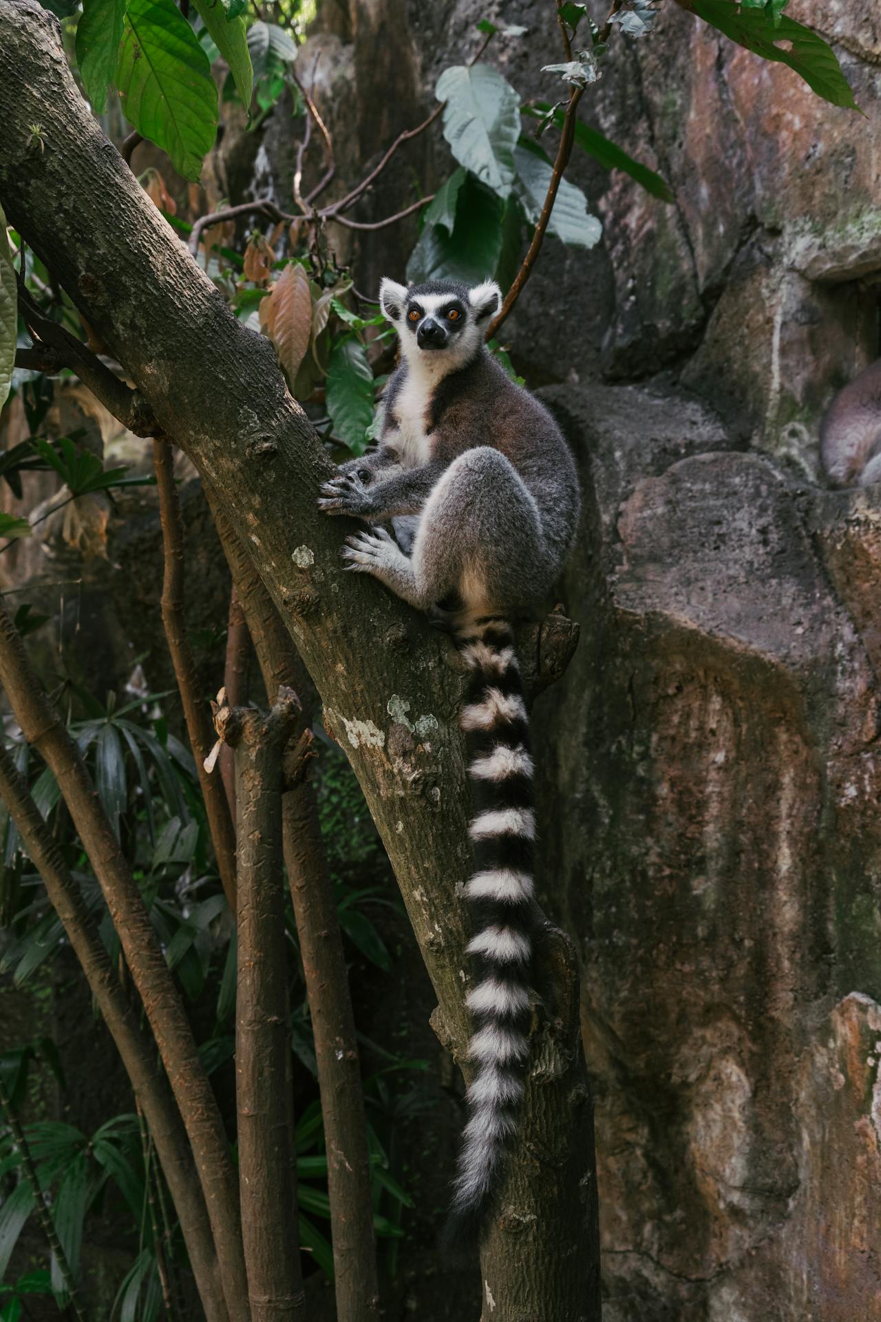 lemur in tree