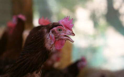 Northern California Animal Sanctuary Rescues 2,000 Hens