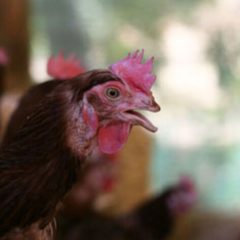 Northern California Animal Sanctuary Rescues 2,000 Hens