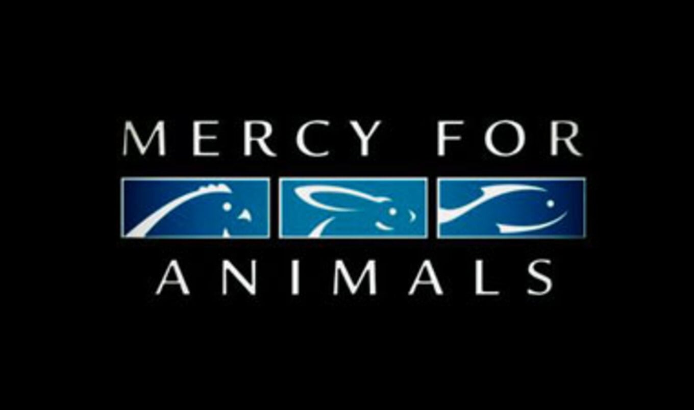 Mercy For Animals Celebrates 15 Years of Advocacy