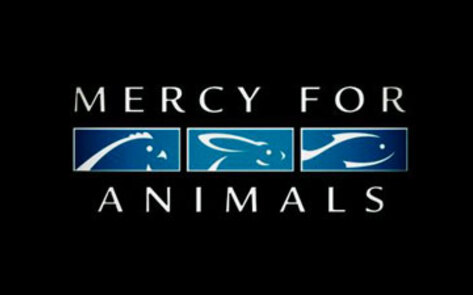 Mercy For Animals Celebrates 15 Years of Advocacy