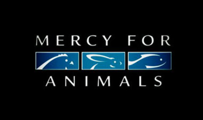 ColleenHolland.MercyForAnimals