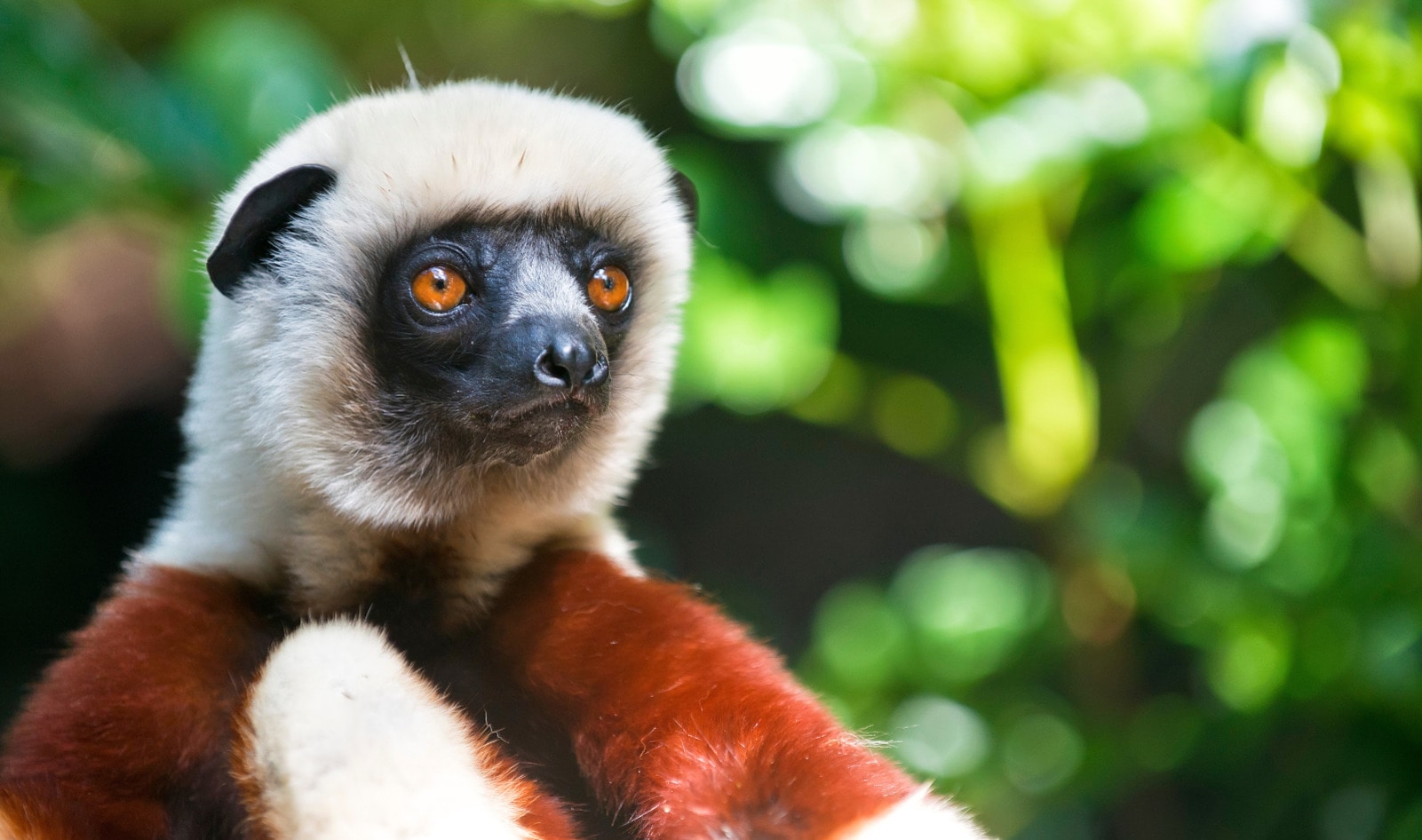 Eaten to Extinction? Why Lemurs Are Targets of a Growing Black Market Meat Trade