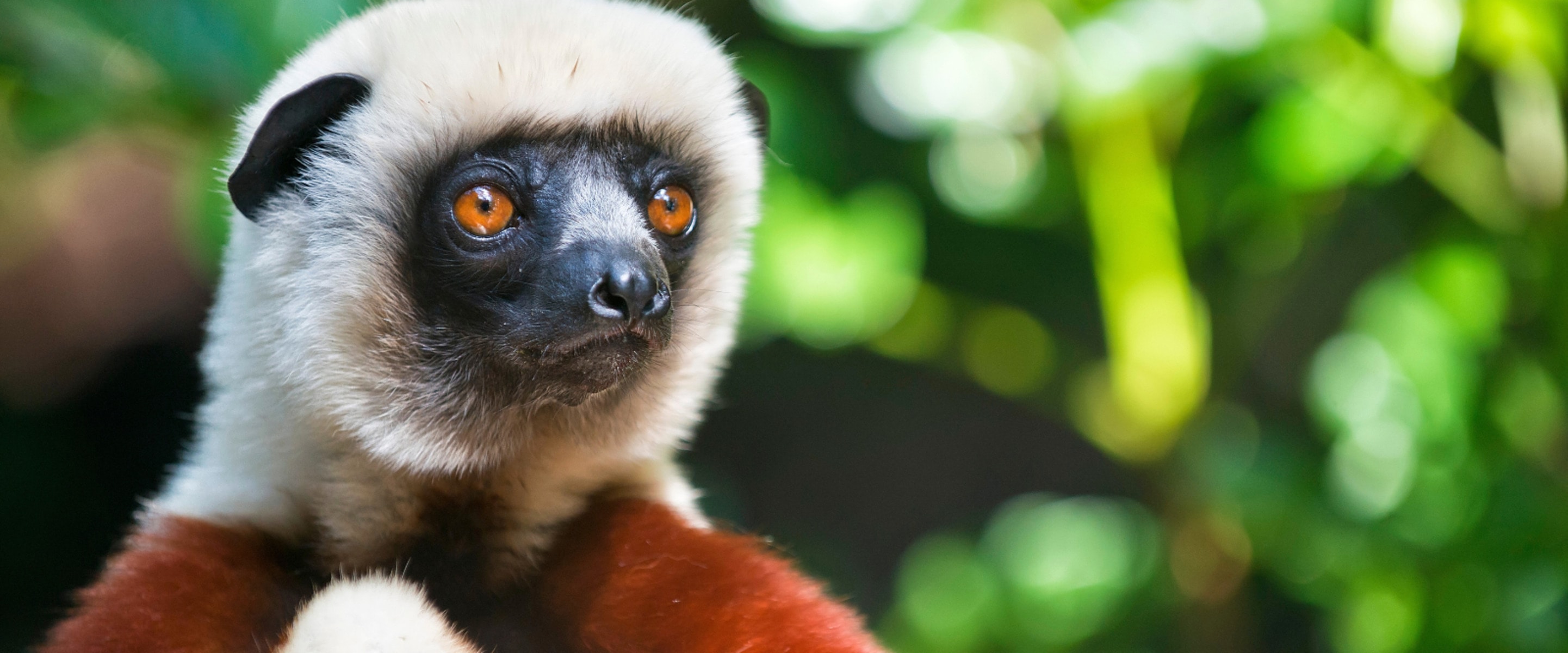 Eaten to Extinction? Why Lemurs Are Targets of a Growing Black Market Meat Trade