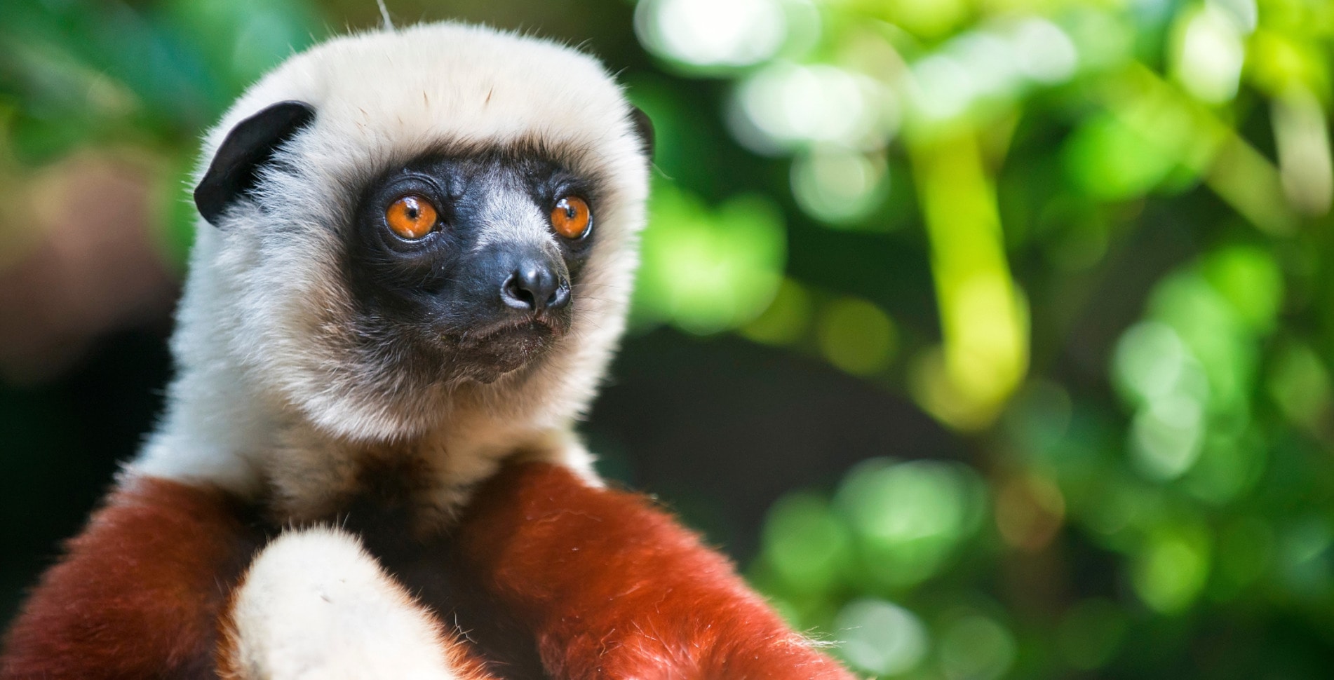 Eaten to Extinction? Why Lemurs Are Targets of a Growing Black Market Meat Trade