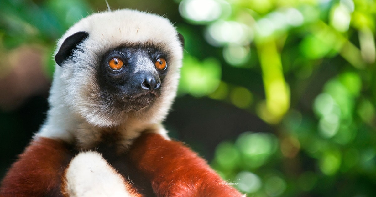 Eaten to Extinction? Why Lemurs Are Targets of a Growing Black Market Meat Trade