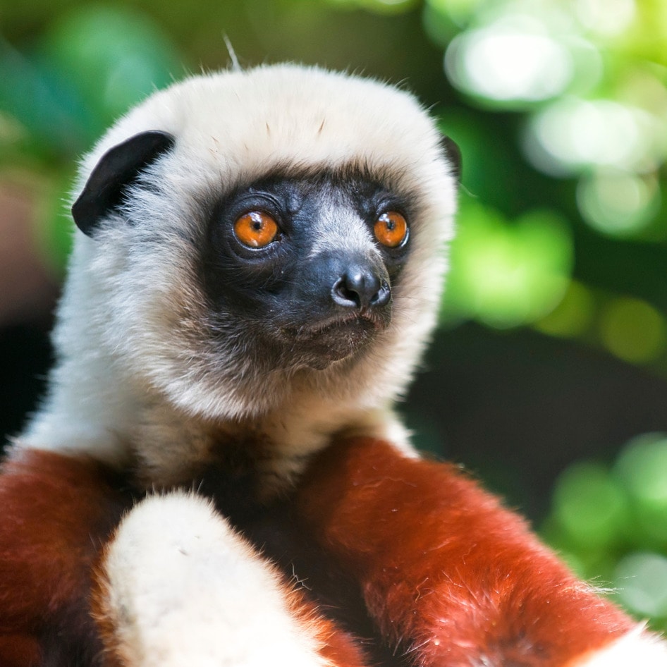 Eaten to Extinction? Why Lemurs Are Targets of a Growing Black Market Meat Trade
