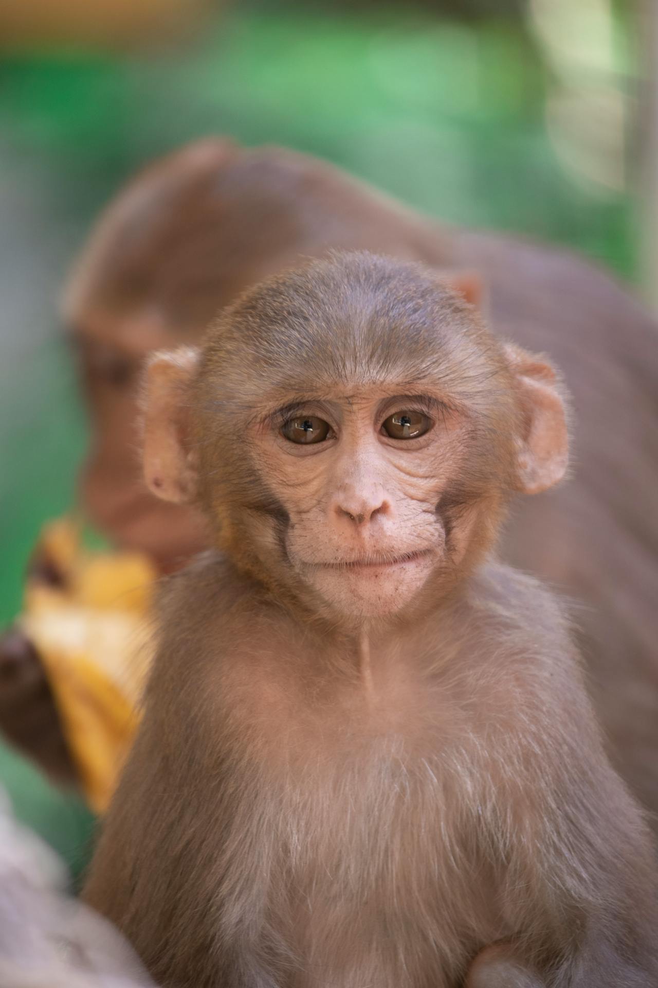 macaque monkey