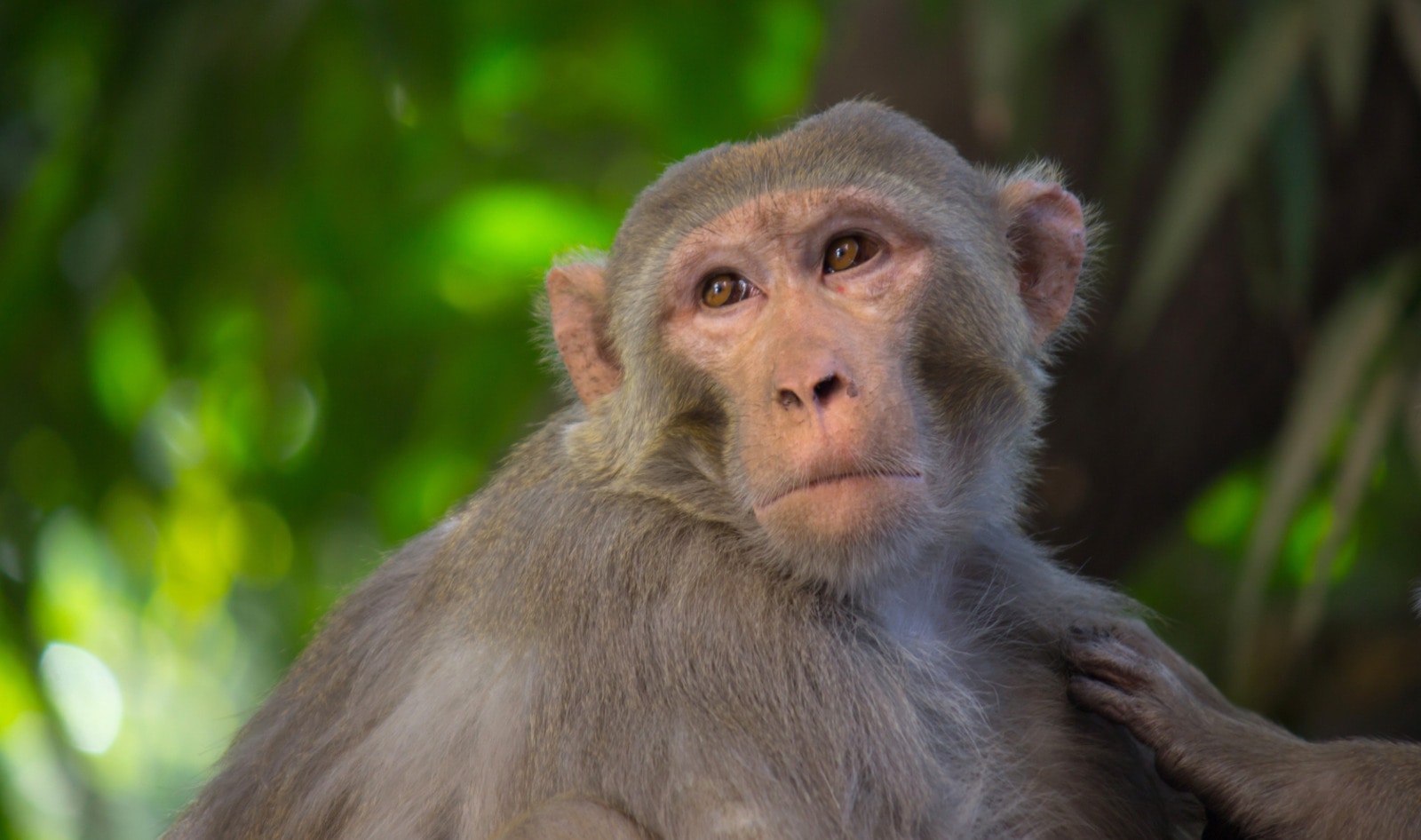Fewer Monkeys, Better Science: The FDA Is Finally Rethinking Animal Testing