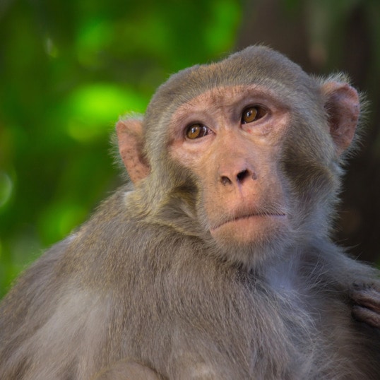 Fewer Monkeys, Better Science: The FDA Is Finally Rethinking Animal Testing