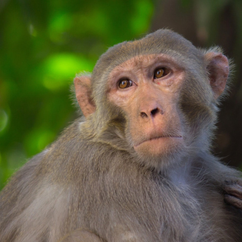 Fewer Monkeys, Better Science: The FDA Is Finally Rethinking Animal Testing