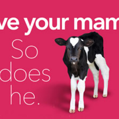 Anti-Dairy Campaign Debuts on Public Transit System