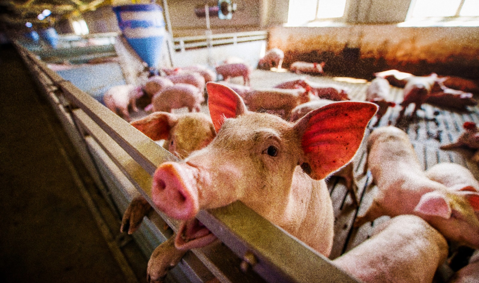 Report: Why Factory Farms Keep Spreading While Better Food Systems Get Shut Out