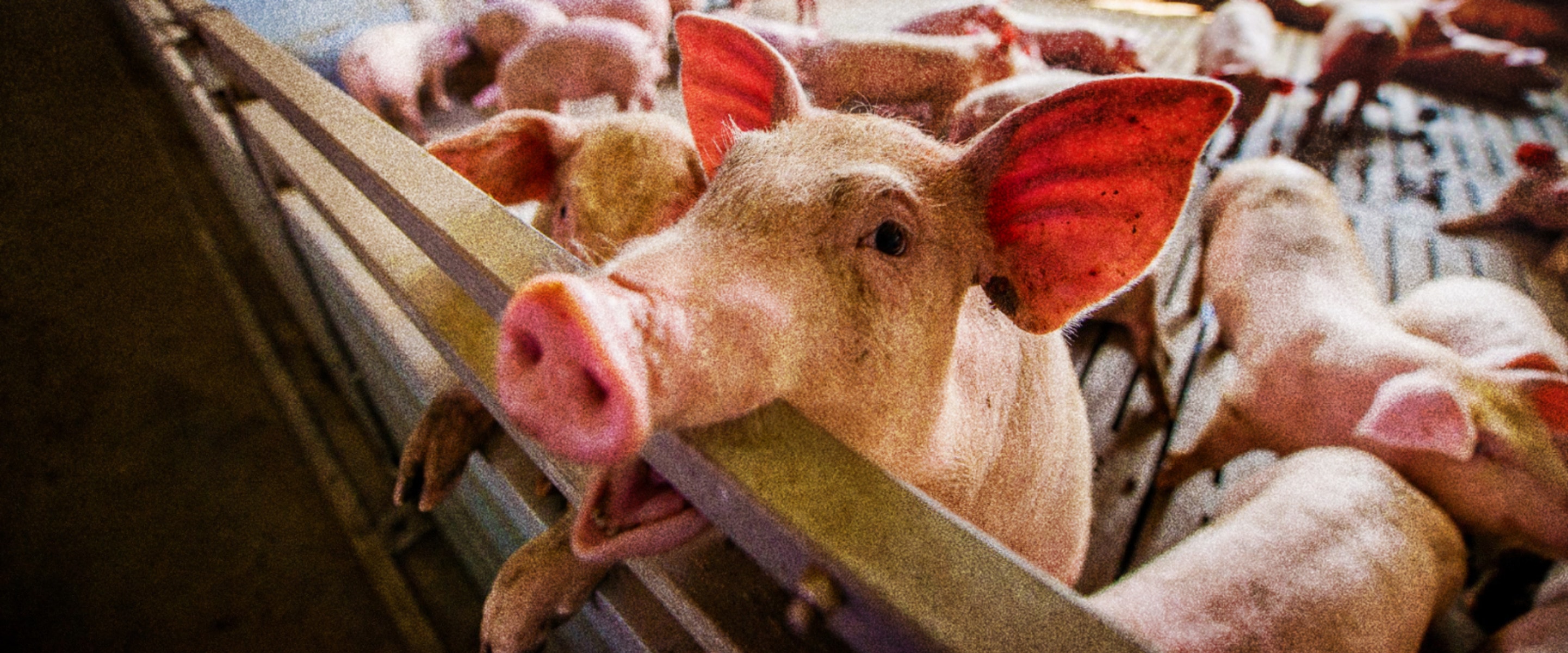 Report: Why Factory Farms Keep Spreading While Better Food Systems Get Shut Out